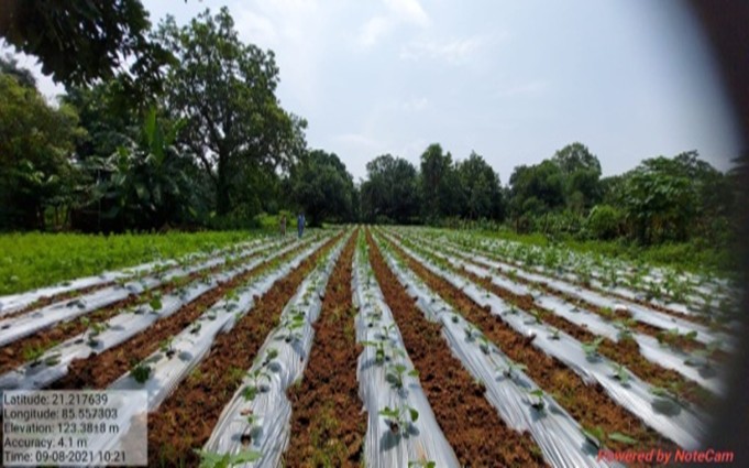 Nursery Raising